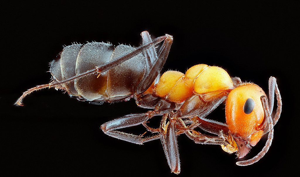 Ant Control service in Greenville, NC