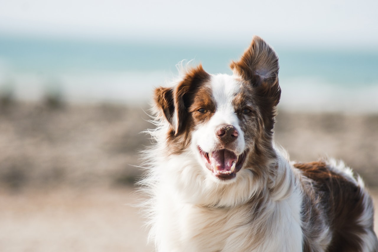 Flea & Tick Control service in Greenville, NC