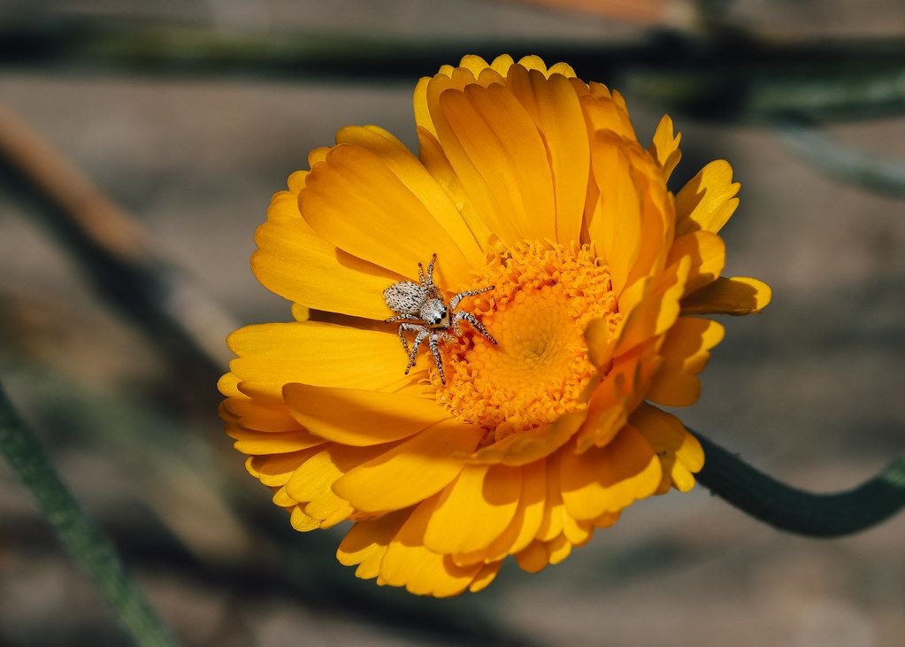 Spider Control service in Greenville, NC